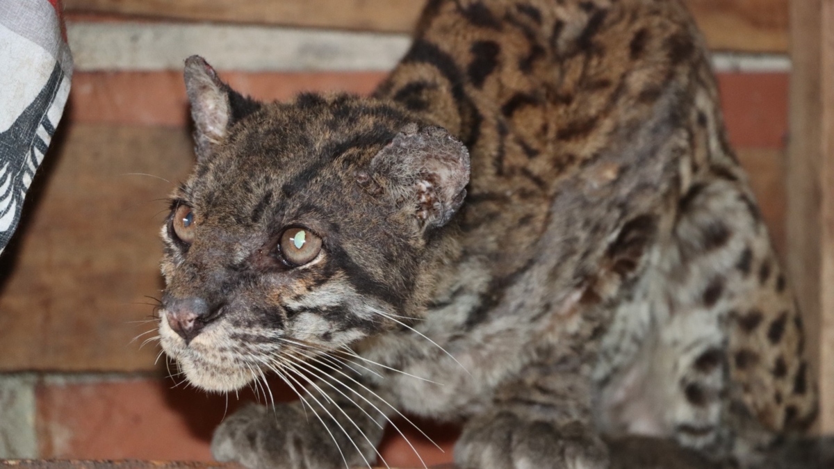 Ondervoede en gedesoriënteerde tijgerwelp gered op een weg in Huila: ze was blijkbaar gevangen gehouden en vervolgens achtergelaten.