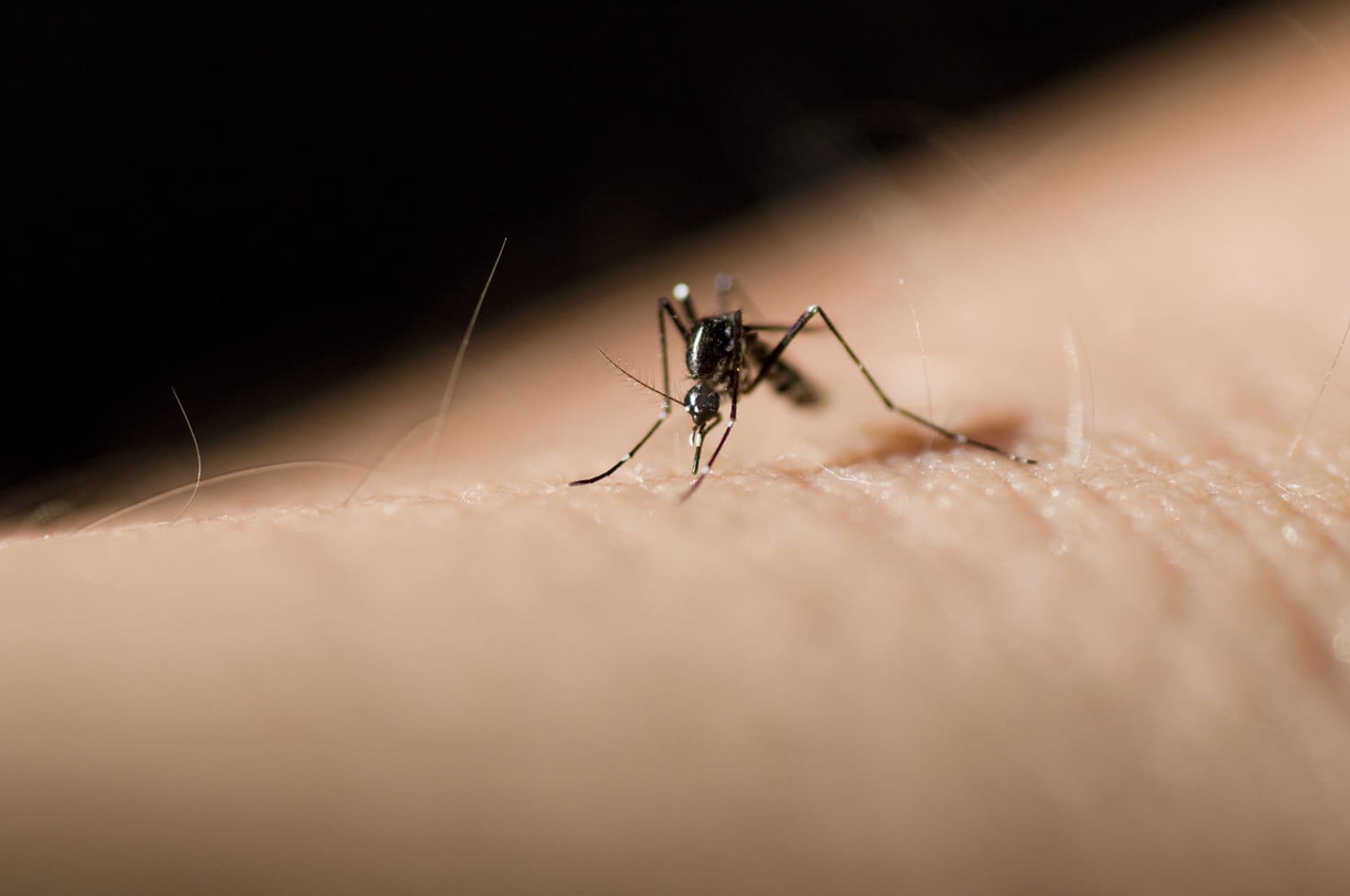 Chikungunya: The epidemic continues to slow, but it is not yet over