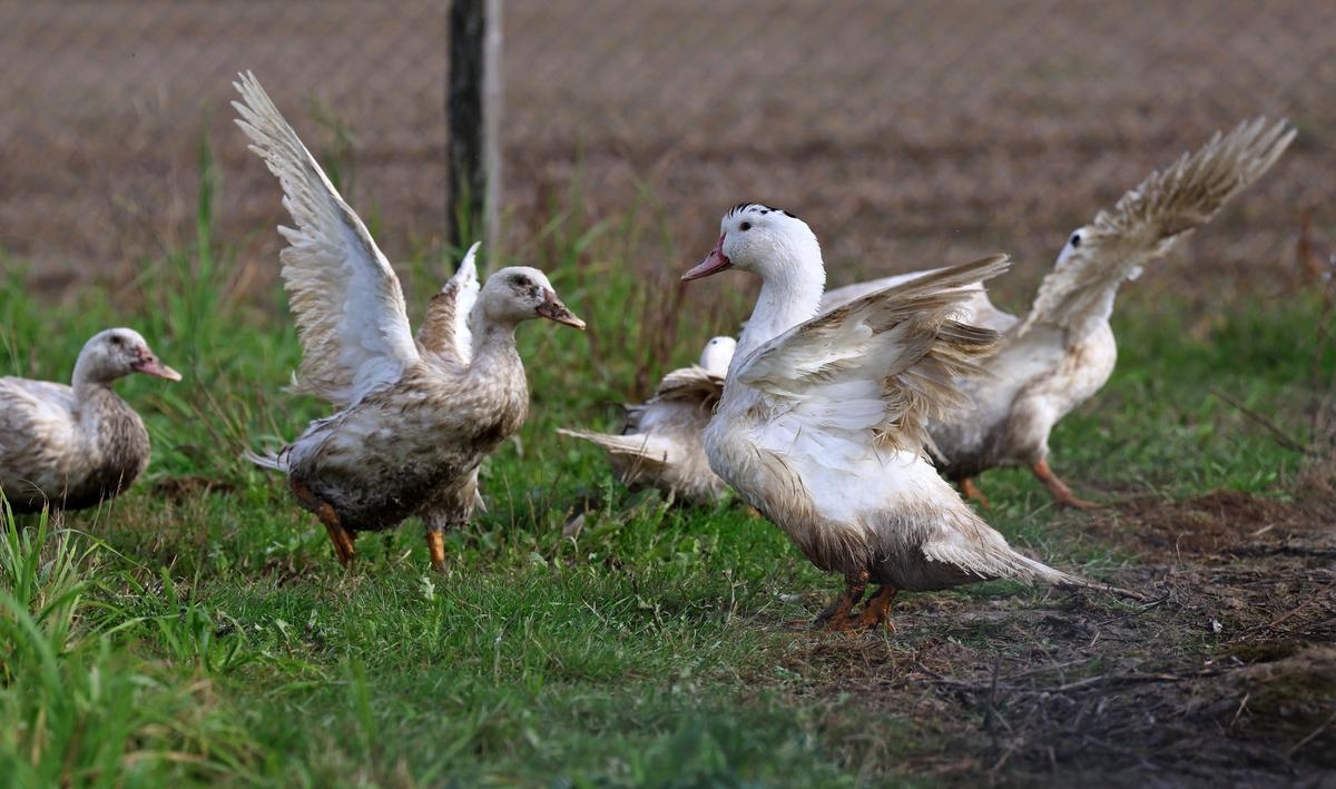 Птичий грипп: две новые вспышки зафиксированы на утиных фермах в Вандее