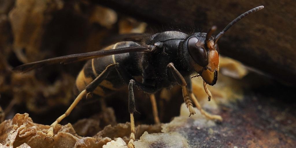 Allergologen warnen davor, dass Todesfälle durch Stiche der Asiatischen Hornisse auf die große Menge an Gift zurückzuführen sind, die diese bei ihren Angriffen injizieren.