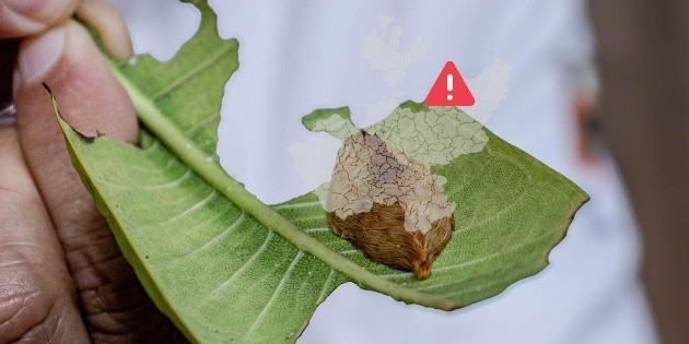 Estes são os sintomas produzidos pela lagarta empalhada vista em Tlajomulco.