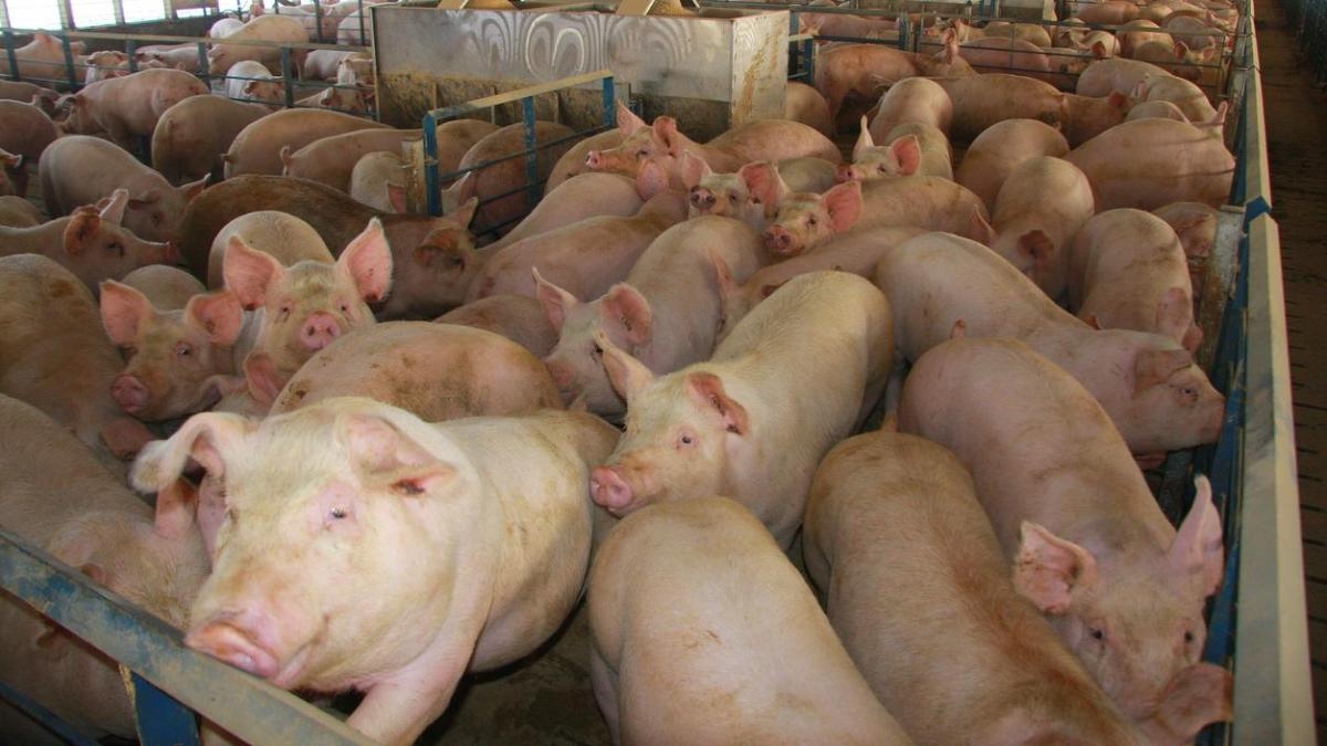 Pigs resistant to classical swine fever created through gene editing